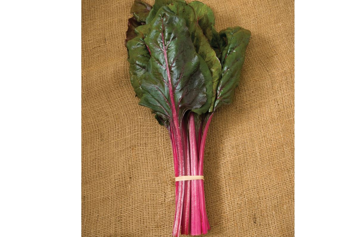 Magenta Sunset – Swiss Chard Seed